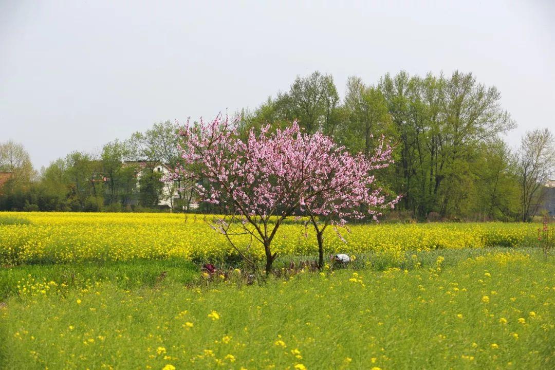 樅陽(yáng)縣金社最新消息,綜合計(jì)劃評(píng)估_效率版23.255